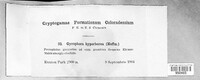 Umbilicaria hyperborea image